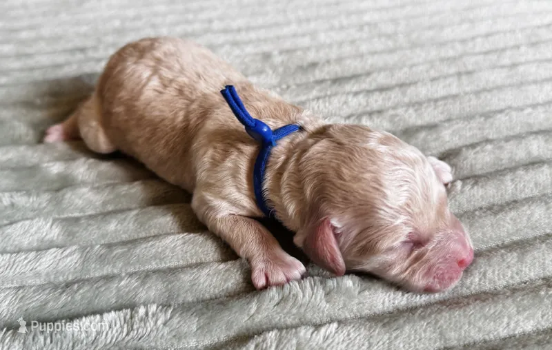 Cove (blue collar) , a male Cockapoo for sale in Elk River, MN – 1 of 2