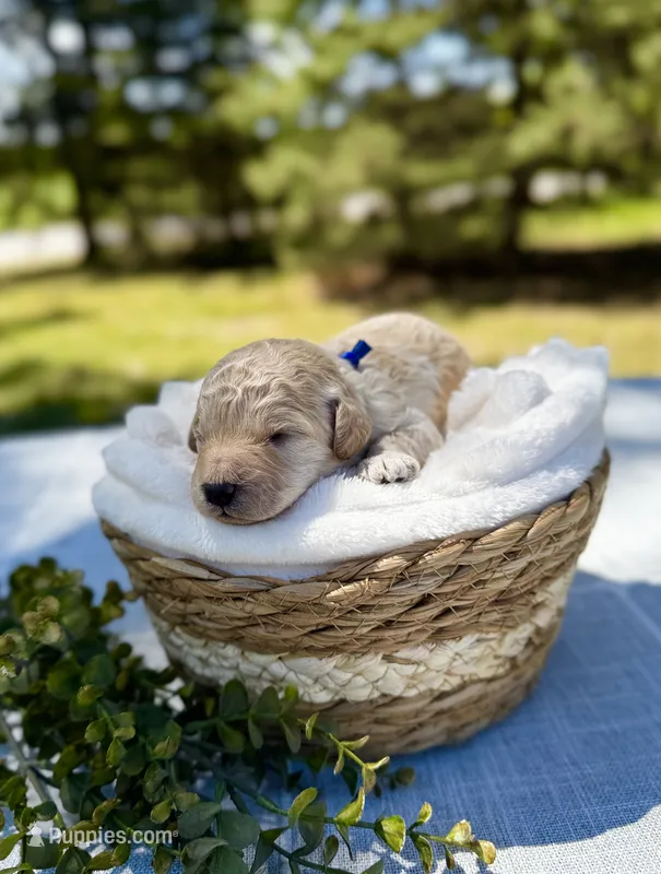 Cove (blue collar)  – Cockapoo puppy for sale in Elk River, MN