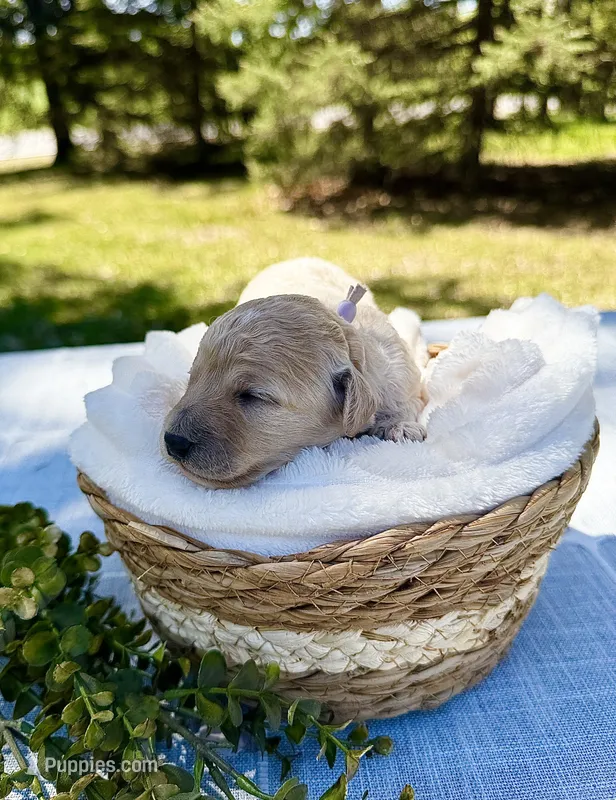 Skye (pink collar)  – Cockapoo puppy for sale in Elk River, MN