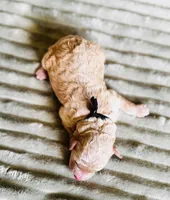 Rio (black collar) , a male Cockapoo for sale in Elk River, MN – 2 of 2