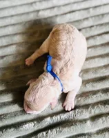 Cove (blue collar) , a male Cockapoo for sale in Elk River, MN – 2 of 2