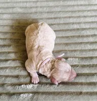 Skye (pink collar) , a female Cockapoo for sale in Elk River, MN – 2 of 2