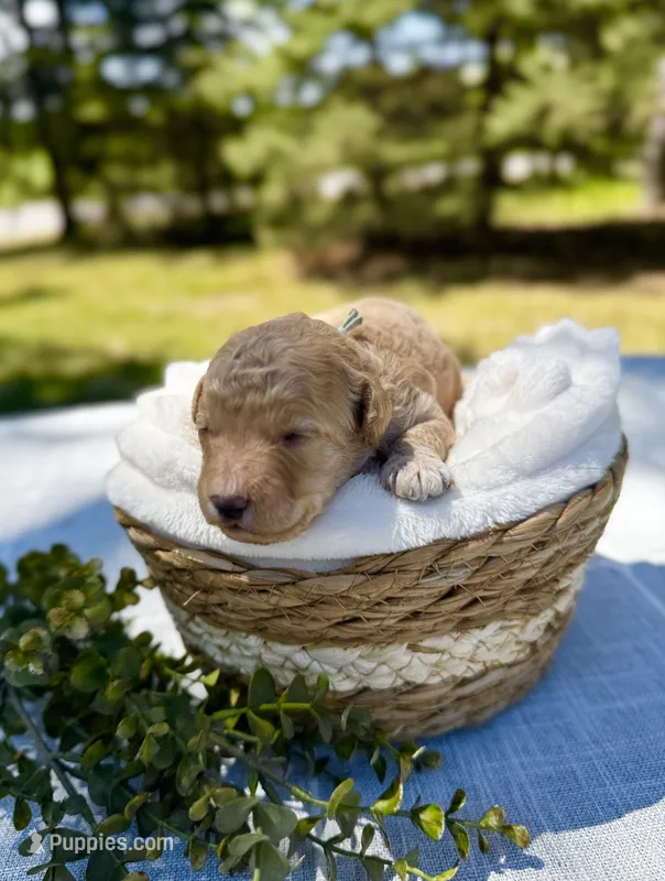 Peachy (Teal collar)  – Cockapoo puppy for sale in Elk River, MN