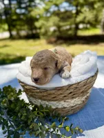 Peachy (Teal collar) , a female Cockapoo for sale in Elk River, MN – 1 of 3