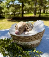 Pumpkin (Teal collar) , a female Cockapoo for sale in Elk River, MN – 1 of 1