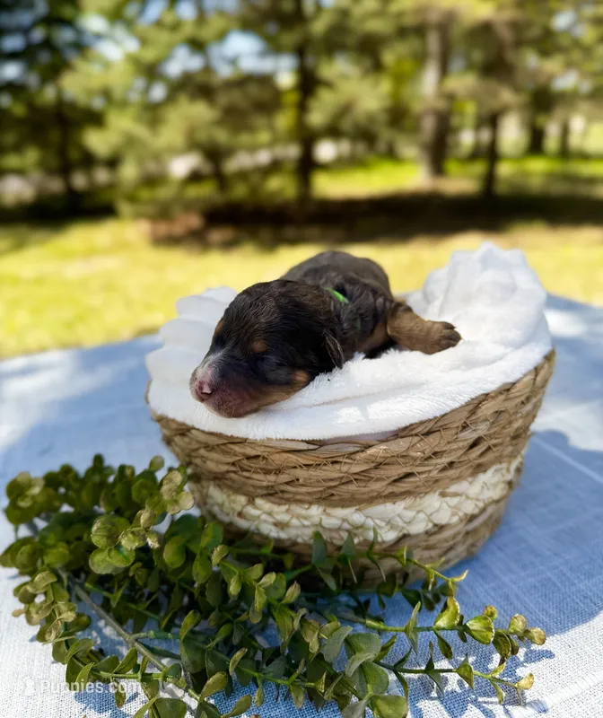 Moose  – Bernedoodle puppy for sale in Elk River, MN