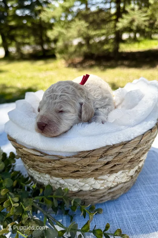 Sandy (red collar)  – Cockapoo puppy for sale in Elk River, MN