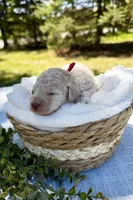 Sandy (red collar) , a female Cockapoo for sale in Elk River, MN – 1 of 3