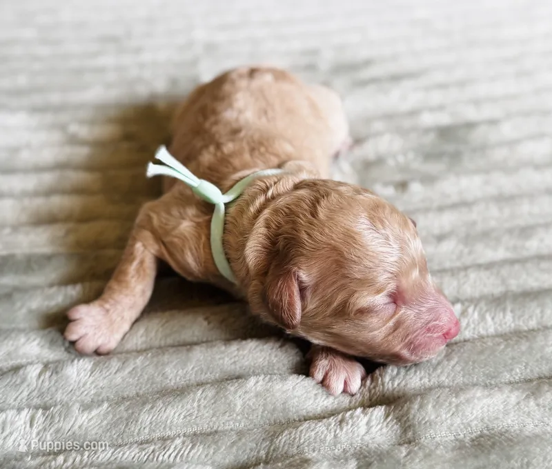 Peachy (Teal collar)  – Cockapoo puppy for sale in Elk River, MN