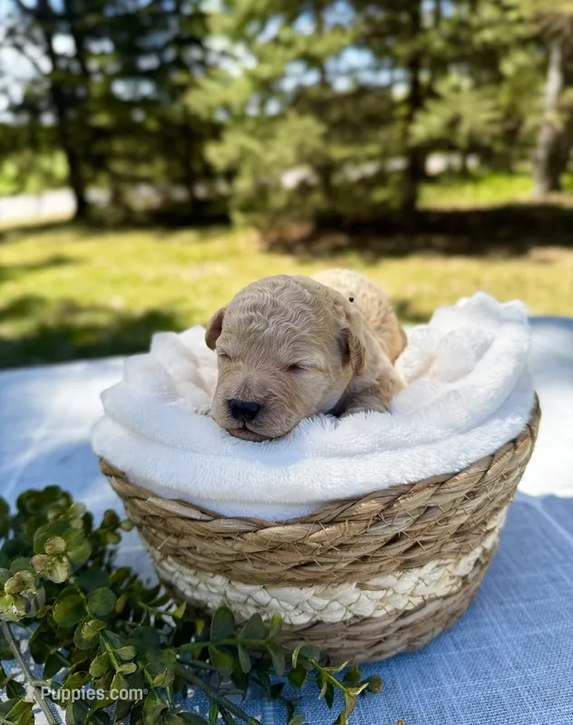 Rio (black collar)  – Cockapoo puppy for sale in Elk River, MN
