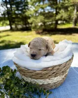 Rio (black collar) , a male Cockapoo for sale in Elk River, MN – 1 of 3