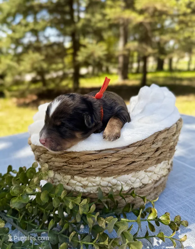 Scout (orange collar)  – Bernedoodle puppy for sale in Elk River, MN