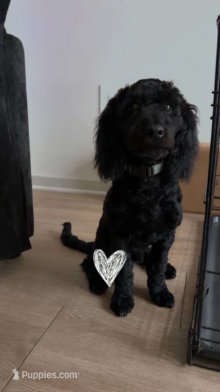 Jax  – Goldendoodle puppy for sale in Pineville, NC