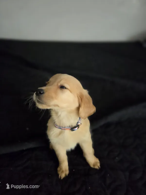 Sonny – Australian Shepherd, Golden Retriever puppy for sale in Dayton, OH