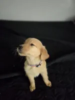 Sonny, a female Australian Shepherd and Golden Retriever for sale in Dayton, OH – 1 of 1