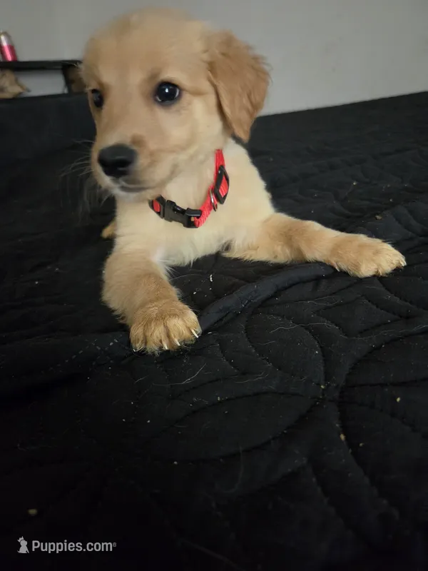 Waffle – Australian Shepherd, Golden Retriever puppy on hold in Dayton, OH