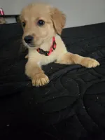 Waffle, a male Australian Shepherd and Golden Retriever for sale in Dayton, OH – 1 of 1