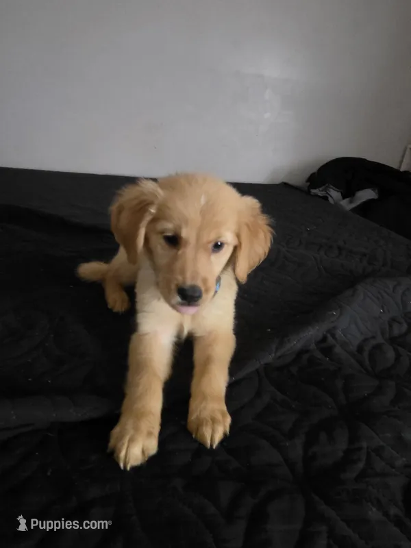 Goldy – Australian Shepherd, Golden Retriever puppy for sale in Dayton, OH