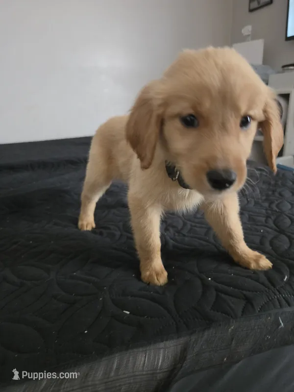 Daisy – Australian Shepherd, Golden Retriever puppy for sale in Dayton, OH