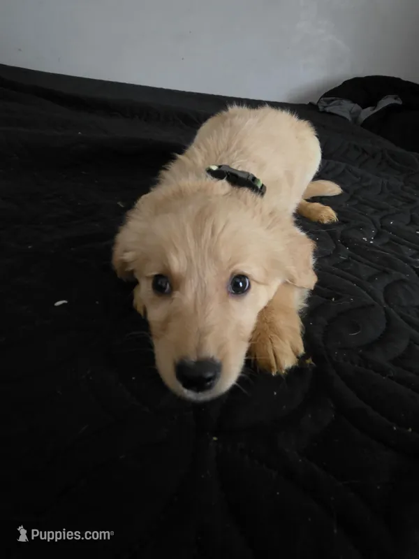 Nala – Australian Shepherd, Golden Retriever puppy for sale in Dayton, OH