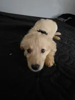 Nala, a female Australian Shepherd and Golden Retriever for sale in Dayton, OH – 1 of 1