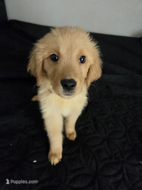 Biscuit  – Australian Shepherd, Golden Retriever puppy for sale in Dayton, OH