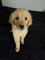 Biscuit , a male Australian Shepherd and Golden Retriever for sale in Dayton, OH – 1 of 1
