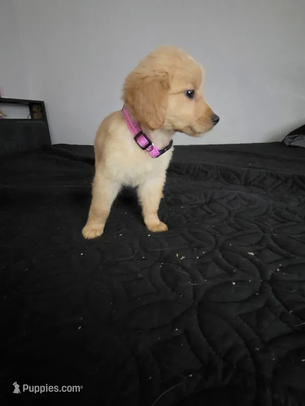 Bella – Australian Shepherd, Golden Retriever puppy for sale in Dayton, OH