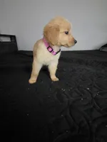 Bella, a female Australian Shepherd and Golden Retriever for sale in Dayton, OH – 1 of 1