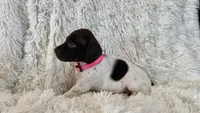 Pinky, a female German Shorthaired Pointer for sale in Riverside, CA – 2 of 5