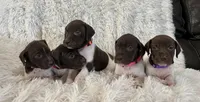 Pinky, a female German Shorthaired Pointer for sale in Riverside, CA – 5 of 5