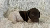 Blue, a male German Shorthaired Pointer for sale in Riverside, CA – 3 of 7