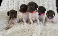 Pinky, a female German Shorthaired Pointer for sale in Riverside, CA – 4 of 5