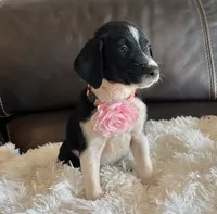 Rosie, a female Border Collie and German Shorthaired Pointer for sale in Riverside, CA – 4 of 4
