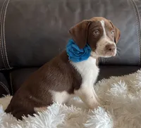 Scout, a male Border Collie and German Shorthaired Pointer for sale in Riverside, CA – 3 of 5