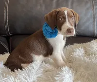 Scout, a male Border Collie and German Shorthaired Pointer for sale in Riverside, CA – 4 of 5