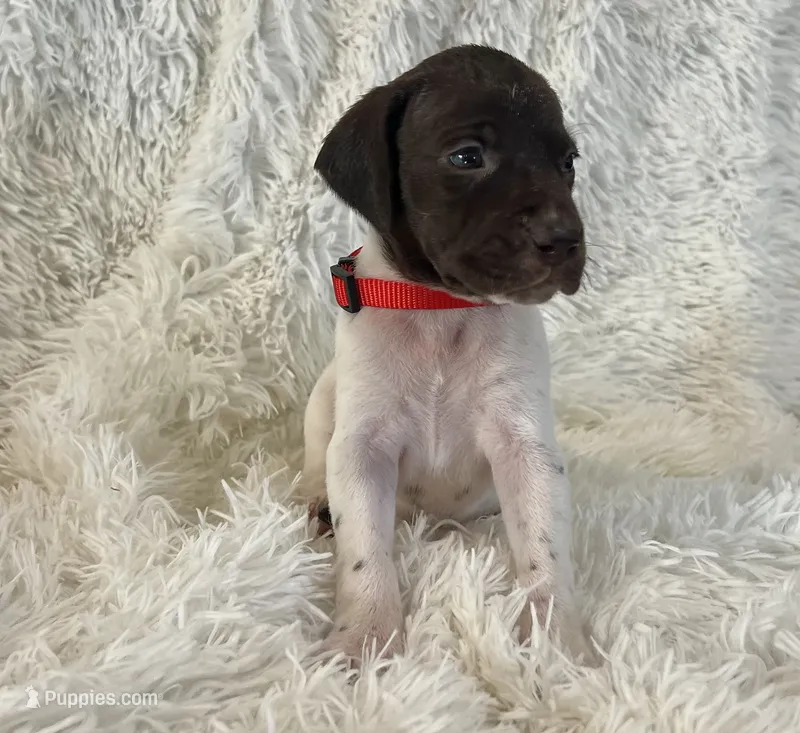 Pinky – German Shorthaired Pointer puppy for sale in Riverside, CA
