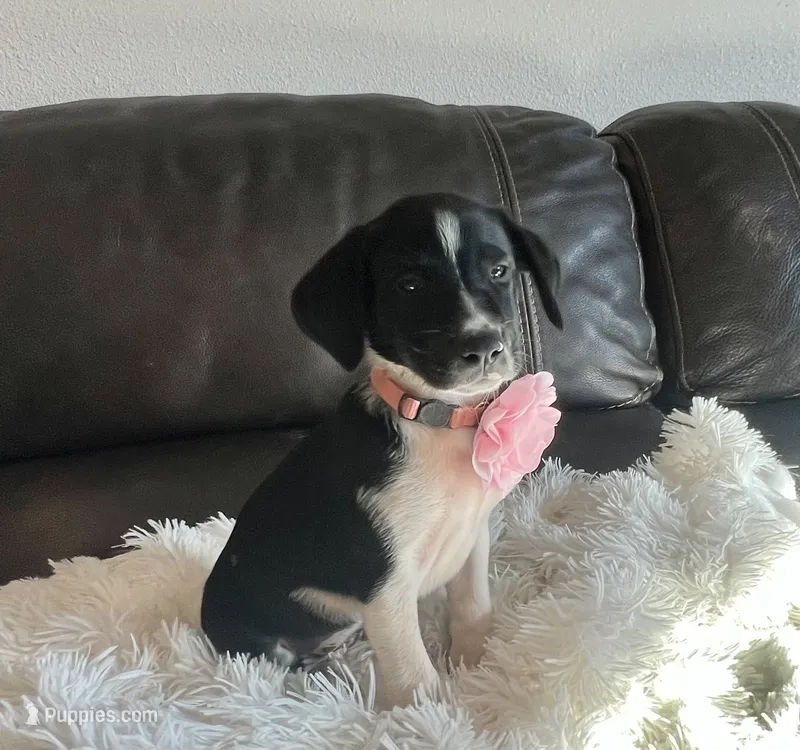 Rosie – Border Collie, German Shorthaired Pointer puppy for sale in Riverside, CA