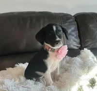 Rosie, a female Border Collie and German Shorthaired Pointer for sale in Riverside, CA – 1 of 4