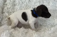 Blue, a male German Shorthaired Pointer for sale in Riverside, CA – 2 of 7