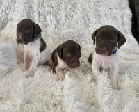 Blue, a male German Shorthaired Pointer for sale in Riverside, CA – 4 of 7