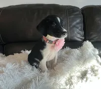 Rosie, a female Border Collie and German Shorthaired Pointer for sale in Riverside, CA – 2 of 4