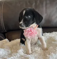 Rosie, a female Border Collie and German Shorthaired Pointer for sale in Riverside, CA – 3 of 4