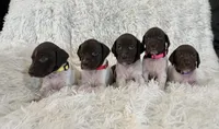 Pinky, a female German Shorthaired Pointer for sale in Riverside, CA – 3 of 5