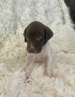 Blue, a male German Shorthaired Pointer for sale in Riverside, CA – 5 of 7
