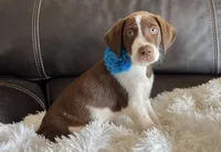 Scout, a male Border Collie and German Shorthaired Pointer for sale in Riverside, CA – 1 of 5