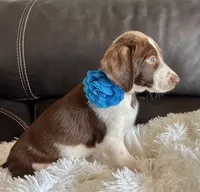 Scout, a male Border Collie and German Shorthaired Pointer for sale in Riverside, CA – 5 of 5