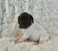 Blue, a male German Shorthaired Pointer for sale in Riverside, CA – 7 of 7