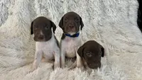 Blue, a male German Shorthaired Pointer for sale in Riverside, CA – 6 of 7