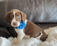 Scout, a male Border Collie and German Shorthaired Pointer for sale in Riverside, CA – 2 of 5